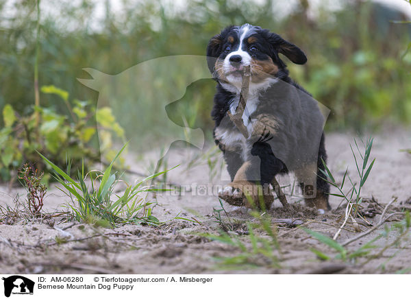 Bernese Mountain Dog Puppy / AM-06280