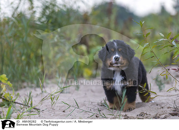 Bernese Mountain Dog Puppy / AM-06282