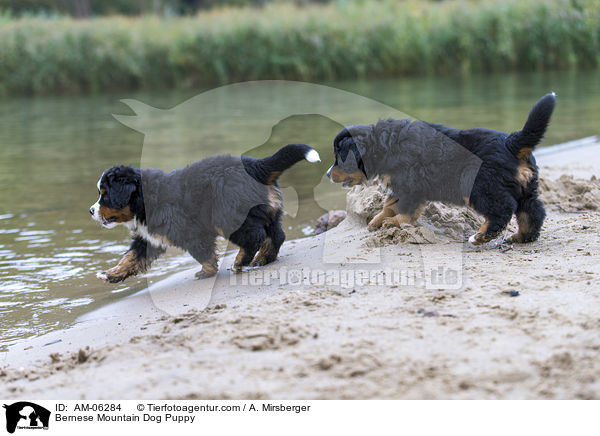 Bernese Mountain Dog Puppy / AM-06284