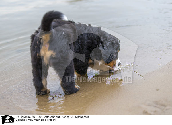 Bernese Mountain Dog Puppy / AM-06286