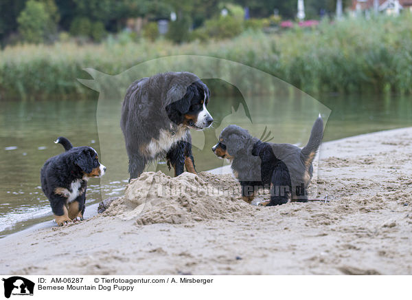 Bernese Mountain Dog Puppy / AM-06287