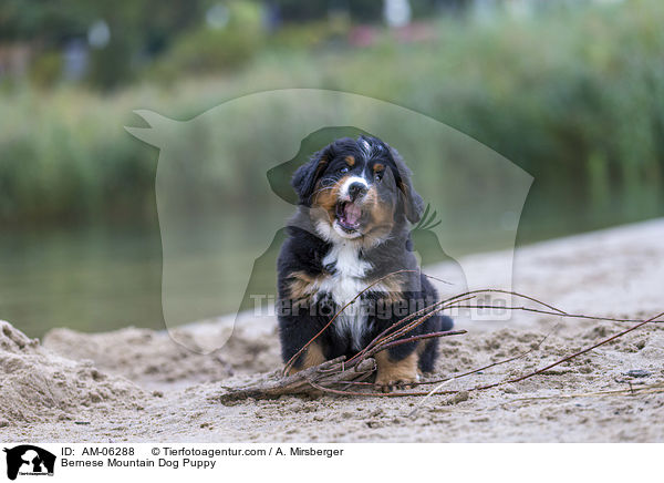 Bernese Mountain Dog Puppy / AM-06288
