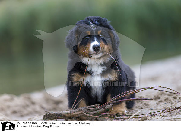 Bernese Mountain Dog Puppy / AM-06290