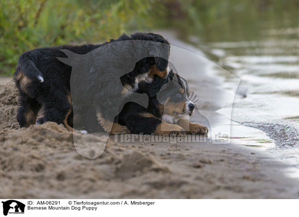 Bernese Mountain Dog Puppy / AM-06291