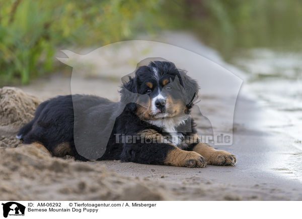 Bernese Mountain Dog Puppy / AM-06292