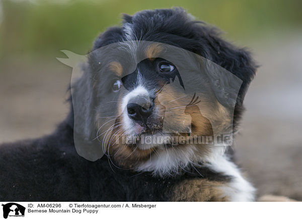 Bernese Mountain Dog Puppy / AM-06296