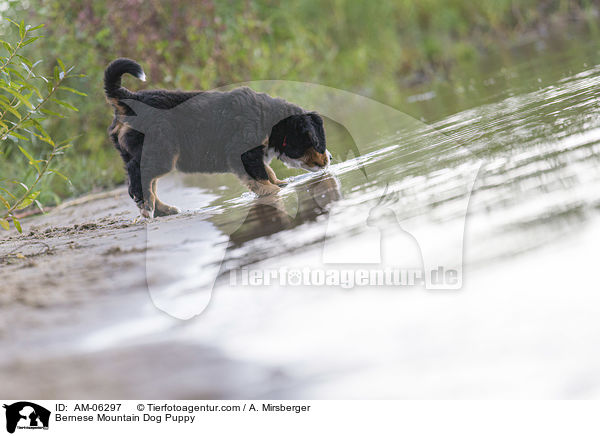 Bernese Mountain Dog Puppy / AM-06297
