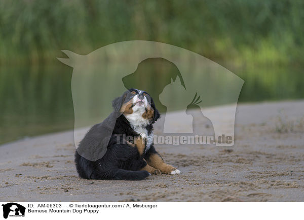 Bernese Mountain Dog Puppy / AM-06303