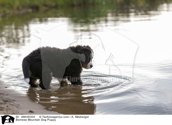 Bernese Mountain Dog Puppy / AM-06304