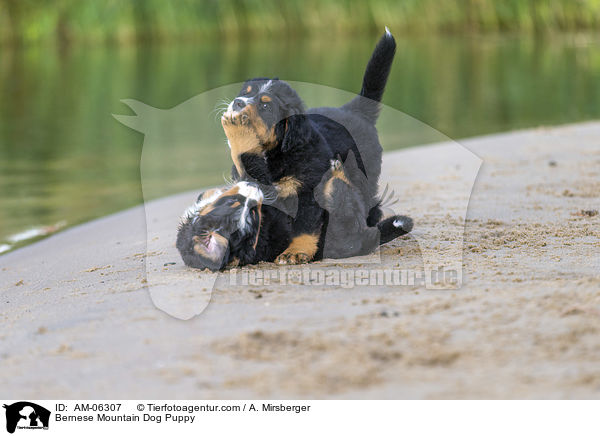 Bernese Mountain Dog Puppy / AM-06307