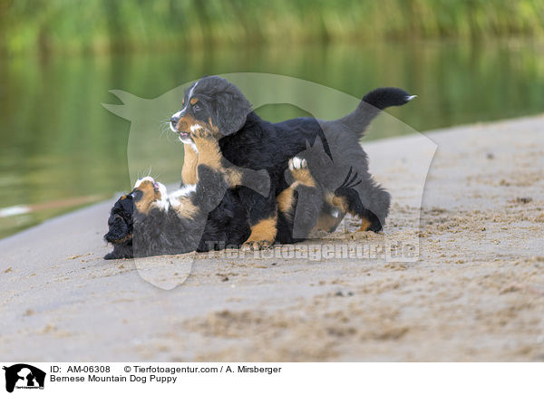 Bernese Mountain Dog Puppy / AM-06308