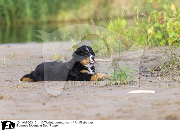 Bernese Mountain Dog Puppy / AM-06310