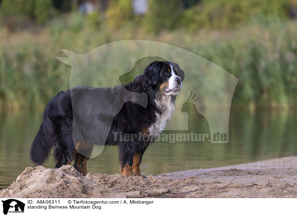 standing Bernese Mountain Dog / AM-06311