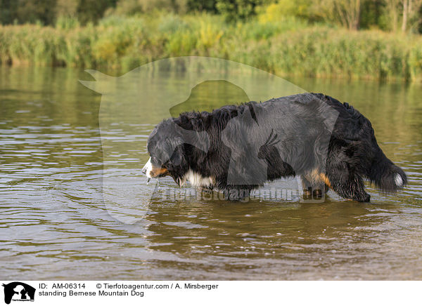 standing Bernese Mountain Dog / AM-06314