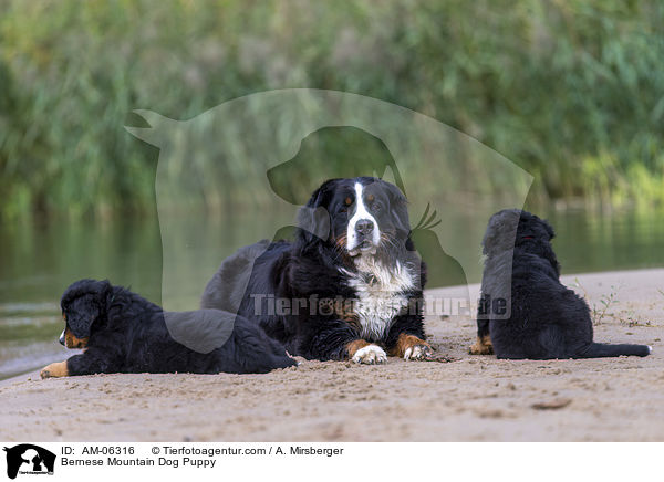Bernese Mountain Dog Puppy / AM-06316
