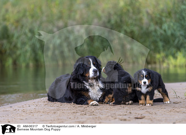 Bernese Mountain Dog Puppy / AM-06317