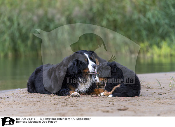 Bernese Mountain Dog Puppy / AM-06318