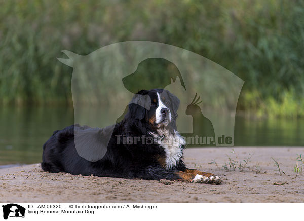 lying Bernese Mountain Dog / AM-06320