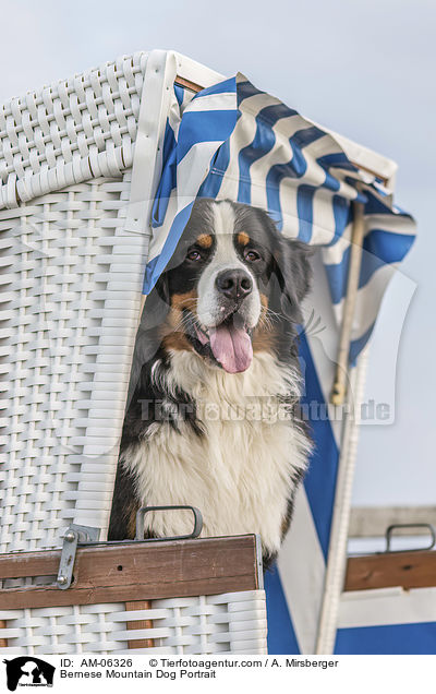 Bernese Mountain Dog Portrait / AM-06326