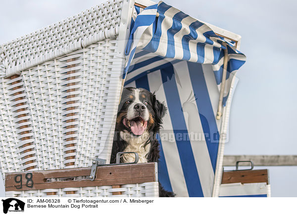 Bernese Mountain Dog Portrait / AM-06328