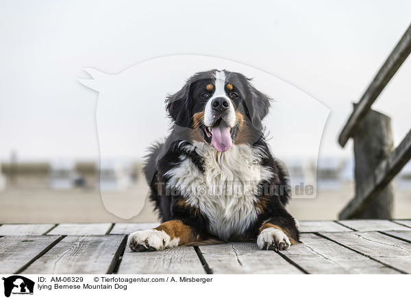 lying Bernese Mountain Dog / AM-06329