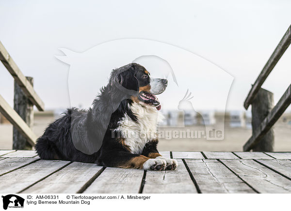 lying Bernese Mountain Dog / AM-06331