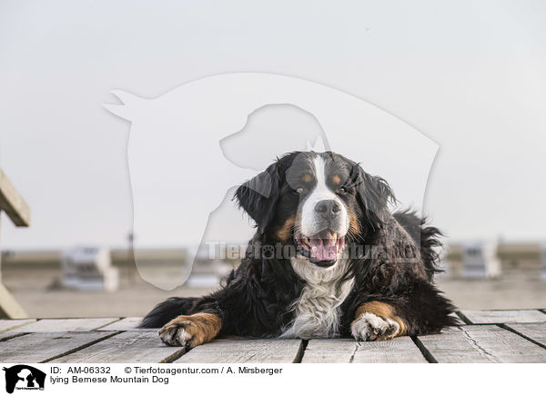 lying Bernese Mountain Dog / AM-06332