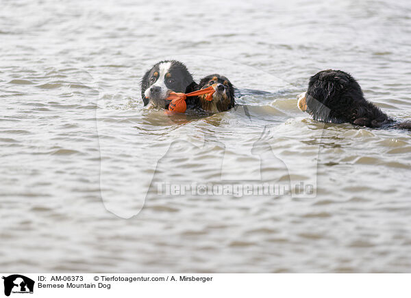 Bernese Mountain Dog / AM-06373
