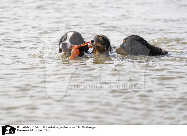 Bernese Mountain Dog / AM-06374