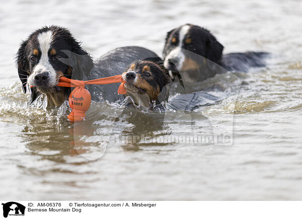 Bernese Mountain Dog / AM-06376