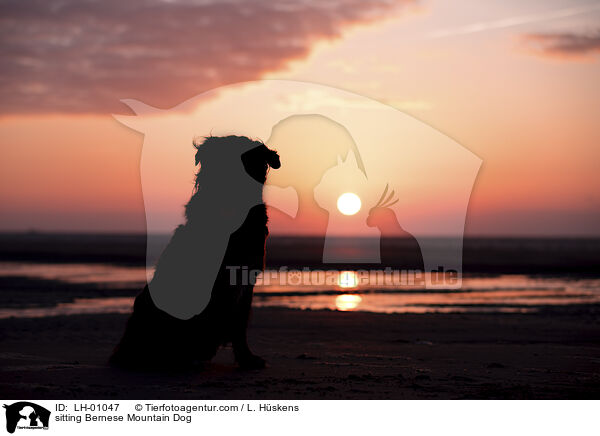 sitzender Berner Sennenhund / sitting Bernese Mountain Dog / LH-01047