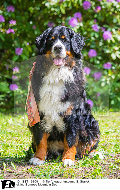 sitzender Berner Sennenhund / sitting Bernese Mountain Dog / SST-19309