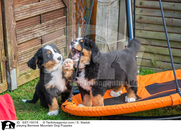 playing Bernese Mountain Dog Puppies / SST-19318