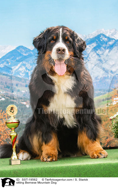 sitzender Berner Sennenhund / sitting Bernese Mountain Dog / SST-19562