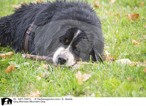 liegender Berner Sennenhund / lying Bernese Mountain Dog / SST-19973