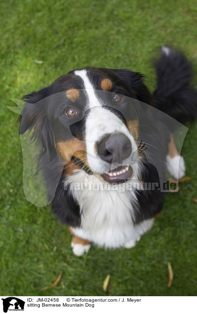 sitting Bernese Mountain Dog / JM-02458