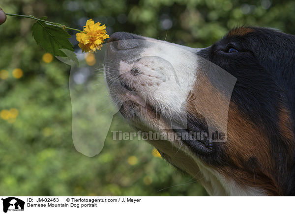 Bernese Mountain Dog portrait / JM-02463
