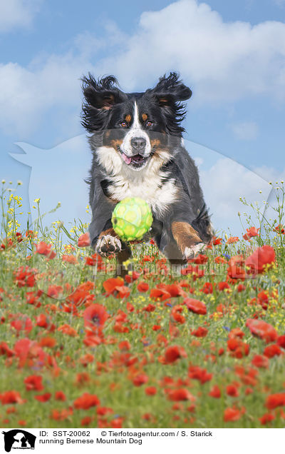 running Bernese Mountain Dog / SST-20062
