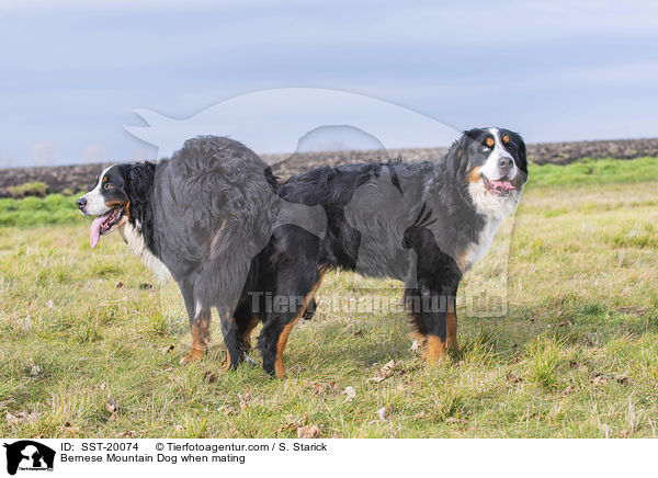 Bernese Mountain Dog when mating / SST-20074