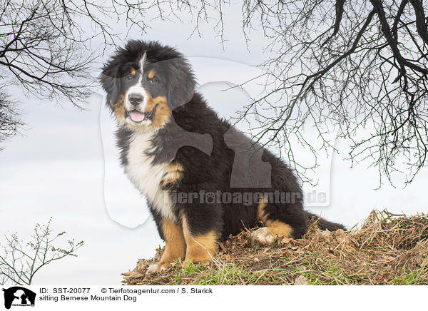 sitting Bernese Mountain Dog / SST-20077