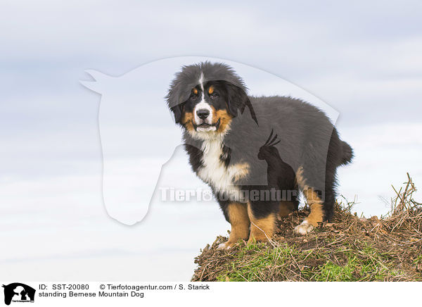 standing Bernese Mountain Dog / SST-20080