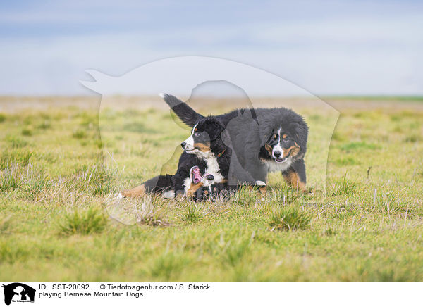 playing Bernese Mountain Dogs / SST-20092