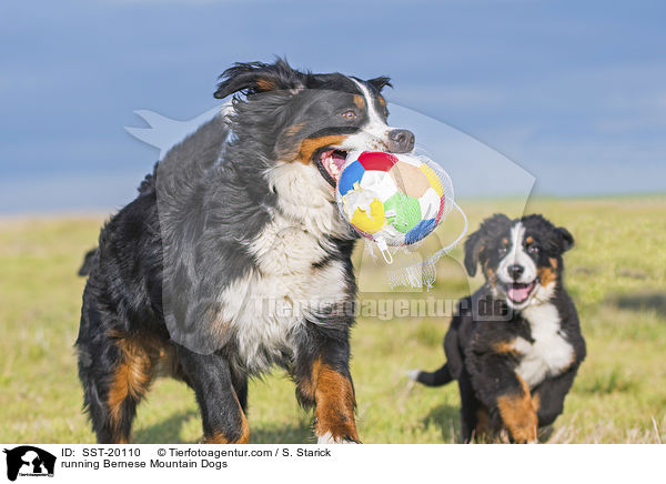 running Bernese Mountain Dogs / SST-20110