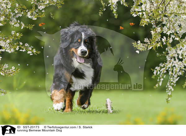 rennender Berner Sennenhund / running Bernese Mountain Dog / SST-20173