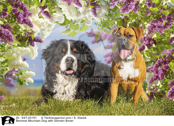 Berner Sennenhund mit Deutscher Boxer / Bernese Mountain Dog with German Boxer / SST-20191