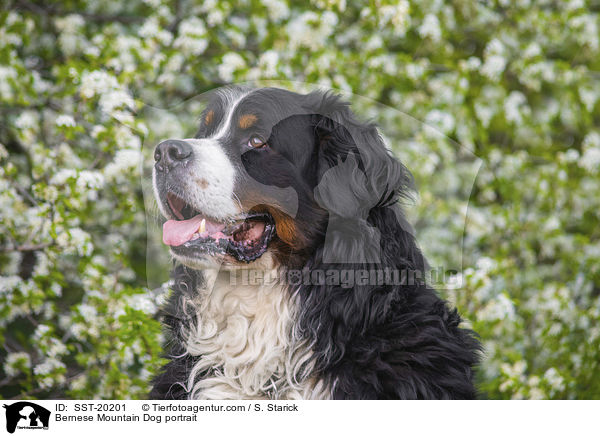 Bernese Mountain Dog portrait / SST-20201