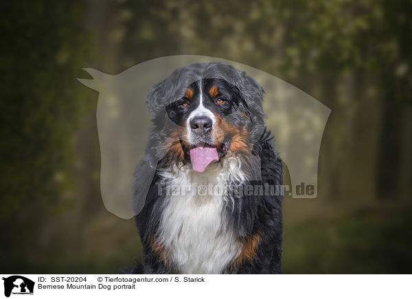 Bernese Mountain Dog portrait / SST-20204
