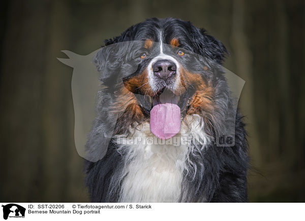Bernese Mountain Dog portrait / SST-20206