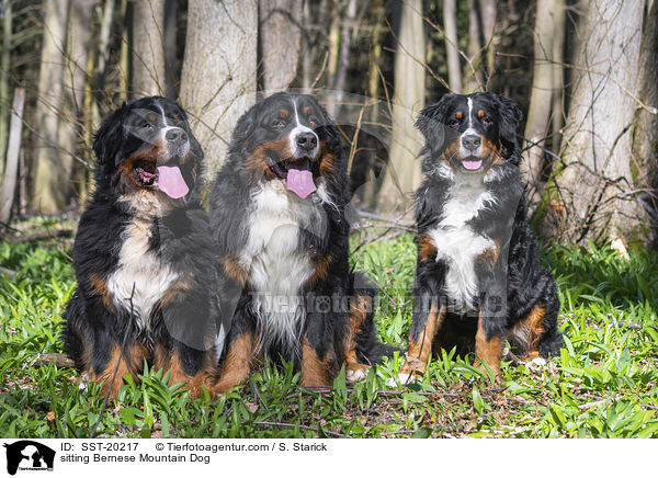 sitting Bernese Mountain Dog / SST-20217