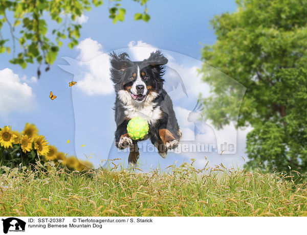 rennender Berner Sennenhund / running Bernese Mountain Dog / SST-20387